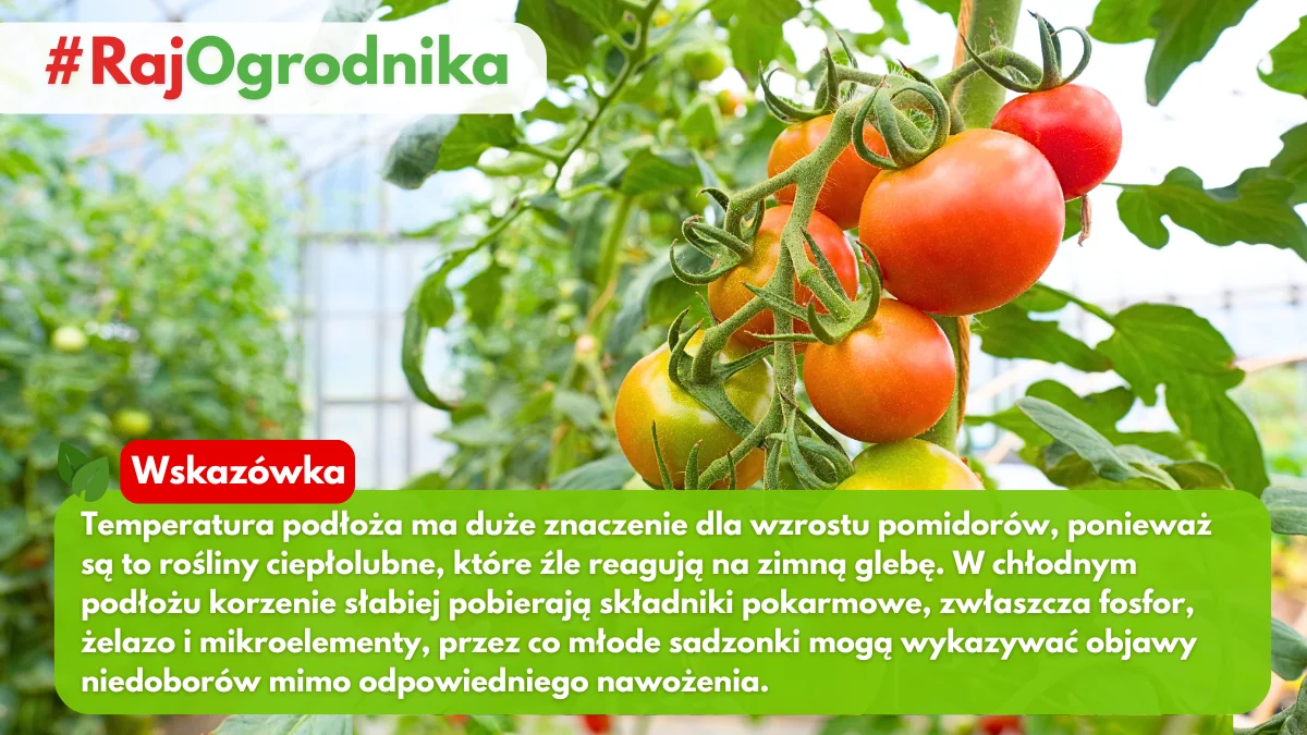 Jak temperatura wpływa na przyswajalność składników odżywczych blog sklep rajogrodnika